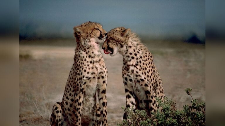 Animals That Live in the Sahel Desert