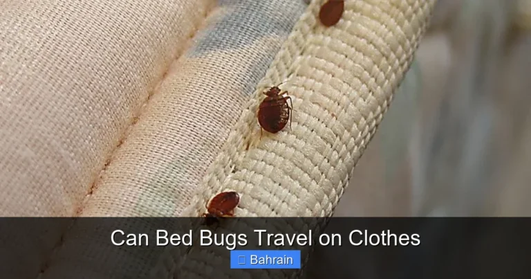 Can Bed Bugs Travel on Clothes